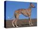 Whippet-Adriano Bacchella-Premier Image Canvas