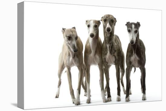 Whippets-null-Premier Image Canvas