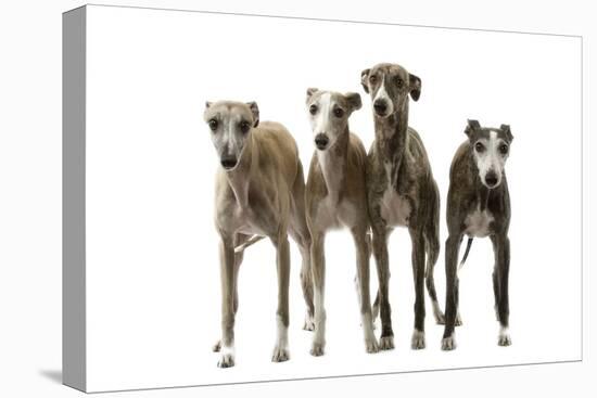 Whippets-null-Premier Image Canvas