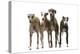 Whippets-null-Premier Image Canvas