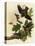 Whippoorwills-John James Audubon-Premier Image Canvas