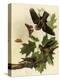 Whippoorwills-John James Audubon-Premier Image Canvas