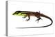 Whiptail Lizard (Kentropyx Calcarata) Mahury, French Guiana. Meetyourneighbours.Net Project-Jp Lawrence-Premier Image Canvas