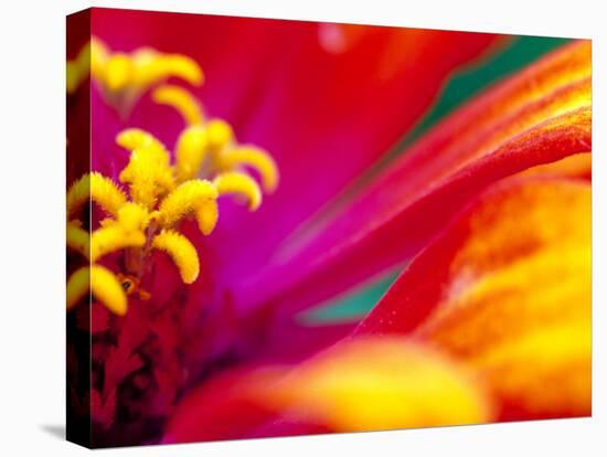 Whirligig Zinnia, Seattle, Washington, USA-Terry Eggers-Premier Image Canvas