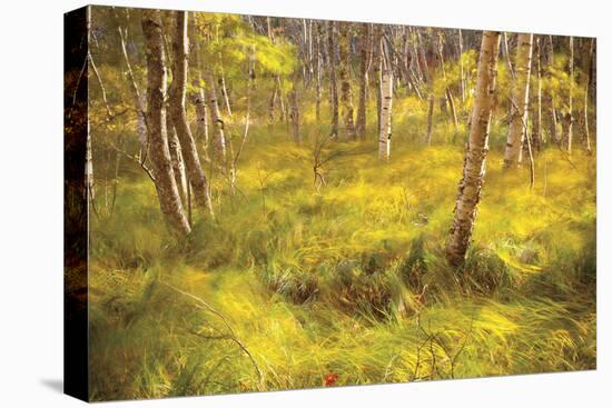 Whispering Grass-Michael Hudson-Stretched Canvas