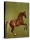 Whistlejacket , 1762-George Stubbs-Premier Image Canvas