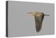 Whistling heron flying-Ken Archer-Premier Image Canvas