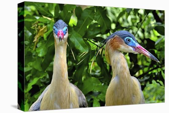 Whistling heron, southern subspecies, native to Bolivia-Daniel Heuclin-Premier Image Canvas