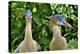 Whistling heron, southern subspecies, native to Bolivia-Daniel Heuclin-Premier Image Canvas