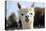 White Alpaca-BLFInk-Premier Image Canvas