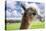 White Alpaca-BLFInk-Premier Image Canvas