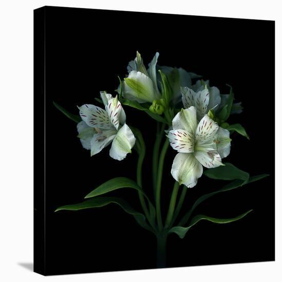 White Alstroemeria-Magda Indigo-Premier Image Canvas