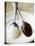 White and Dark Couverture on Spoons-Debi Treloar-Premier Image Canvas