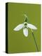 White and Green Orchid-Clive Nichols-Premier Image Canvas