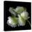 White And Green Parrot Tulip-Magda Indigo-Stretched Canvas