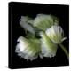 White And Green Parrot Tulip-Magda Indigo-Stretched Canvas