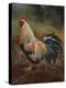 White And Green Rooster-Nenad Mirkovich-Stretched Canvas