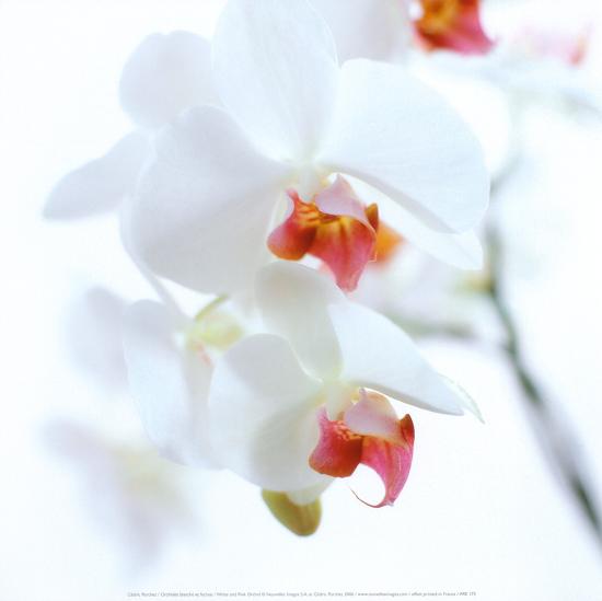 White and Pink Orchid-Cédric Porchez-Stretched Canvas