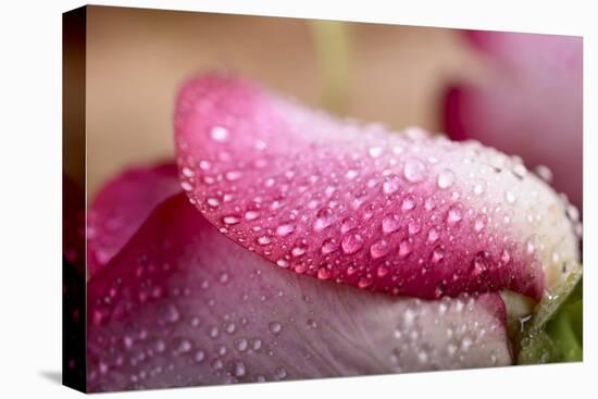 White and Pink Petal of Rose with Water Drops-Carlo Amodeo-Premier Image Canvas