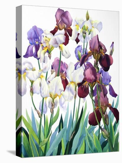 White and Purple Irises-Christopher Ryland-Premier Image Canvas