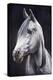 White Arabian Stallion-Jenny Newland-Premier Image Canvas