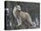 White Arctic Wolf-egal-Premier Image Canvas