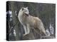 White Arctic Wolf-egal-Premier Image Canvas