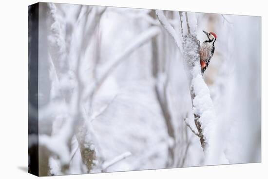 White-backed woodpecker perched on snow-covered branch-Staffan Widstrand-Premier Image Canvas