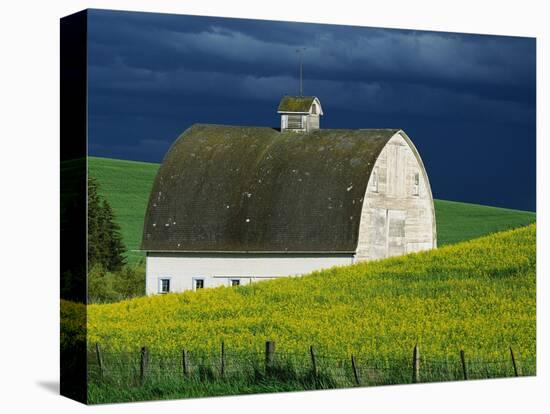White Barn and Canola Field-Darrell Gulin-Premier Image Canvas