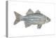 White Bass (Roccus Chrysops), Fishes-Encyclopaedia Britannica-Stretched Canvas