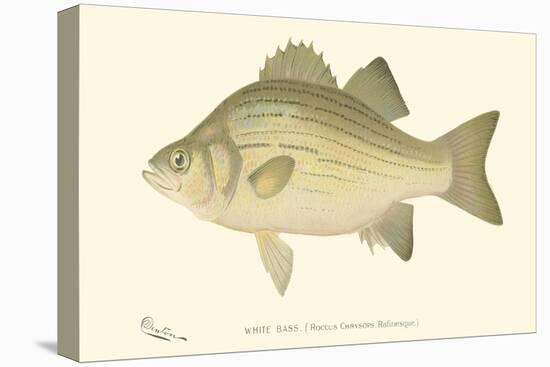 White Bass-Denton-Stretched Canvas