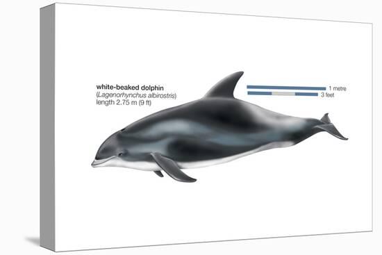 White-Beaked Dolphin (Lagenorhynchus Albirostris), Mammals-Encyclopaedia Britannica-Stretched Canvas