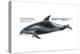 White-Beaked Dolphin (Lagenorhynchus Albirostris), Mammals-Encyclopaedia Britannica-Stretched Canvas