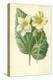 White Begonia-Frederick Edward Hulme-Premier Image Canvas