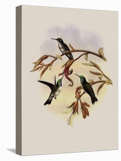 White-Bellied Cacique, C?ligena Hemileuca-John Gould-Premier Image Canvas