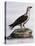 White-Bellied Fish-Eagle (Haliaeetus Leucogaster)-null-Premier Image Canvas