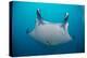 White-Bellied Giant Oceanic Manta Ray, Palau, Micronesia-Stocktrek Images-Premier Image Canvas