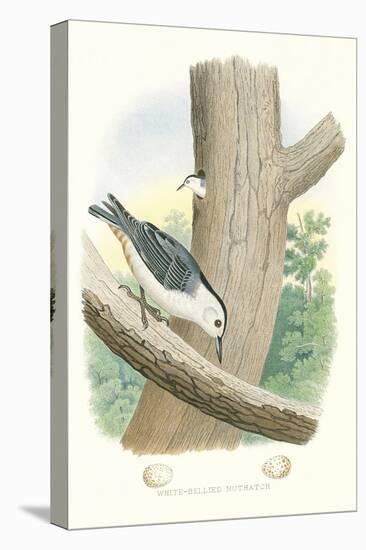 White-Bellied Nuthatch Nest and Eggs-null-Stretched Canvas