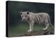 White Bengal Tiger Cub on Rocks-DLILLC-Premier Image Canvas