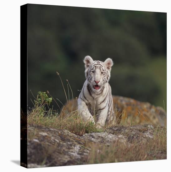 White Bengal Tiger Cub on Rocks-DLILLC-Premier Image Canvas