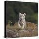 White Bengal Tiger Cub on Rocks-DLILLC-Premier Image Canvas