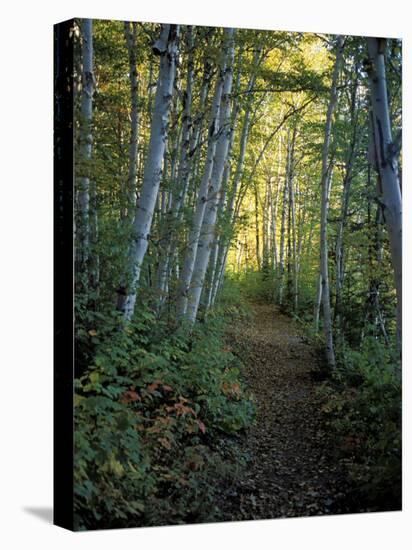 White Birch and Yellow Leaves in the White Mountains, New Hampshire, USA-Jerry & Marcy Monkman-Premier Image Canvas