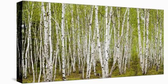 White Birch Grove with Spring Foliage, Canada (detail)-Don Johnston-Stretched Canvas