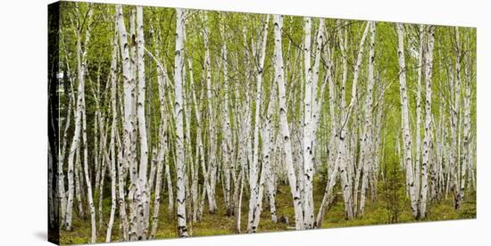 White Birch Grove with Spring Foliage, Canada (detail)-Don Johnston-Stretched Canvas