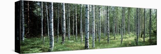 White Birches Aulanko National Park Finland-null-Premier Image Canvas