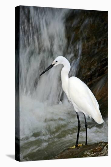 White Bird with Waterfall. Heron in the River. Bird in the Rock Habitat with Water. Wildlife Scene-Ondrej Prosicky-Premier Image Canvas