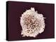 White Blood Cell, SEM-Steve Gschmeissner-Premier Image Canvas