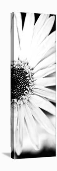 White Bloom I-Susan Bryant-Premier Image Canvas