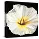 White Bloom II-Sandra Iafrate-Stretched Canvas