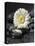 White Blossom on Black Stones-Uwe Merkel-Premier Image Canvas